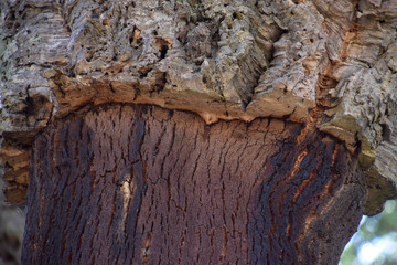 marco shot of single quercus suber tree in italy, cork oak or quercus suber in sardinia in mediterranean