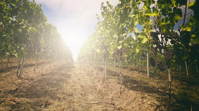Landscape with vineyards and organic grape, 4k