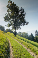 Fototapeta premium country lane leading through a hillside meadow with a lone tree and more forest behind