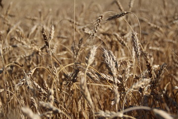 Fototapeta premium ears of wheat