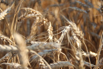 Fototapeta premium field of wheat