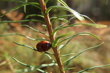 Biedronka na zielonej gałązce z igłami na łące © Iwona