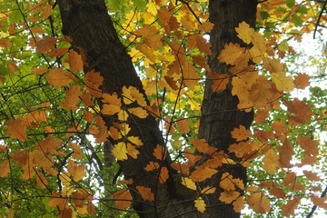Jesień - kolorowe liście dębu w koronie drzewa