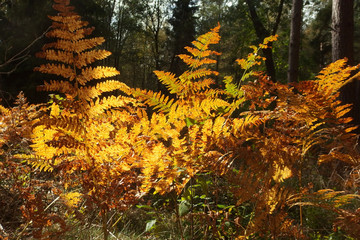 Jesień - żółte liście paproci (Tracheophyta) w lesie oświetlone słońcem - obrazy, fototapety, plakaty