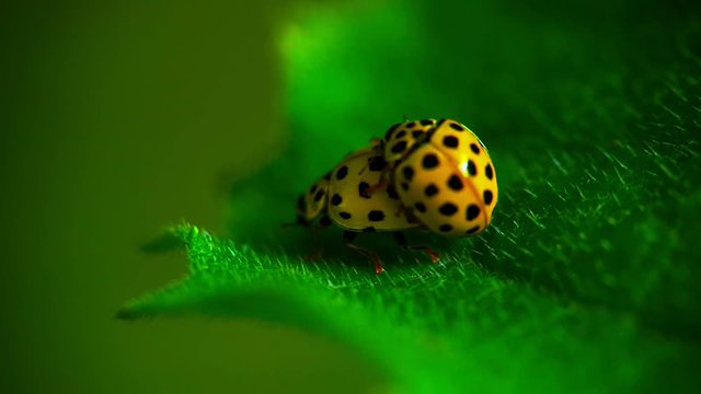 Two yellow ladybugs mating on green leaf in the garden.Green blured background. Macro.