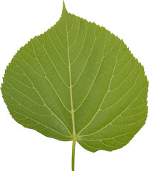 Green fresh leaves of linden on white background