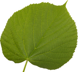 Green fresh leaves of linden on white background