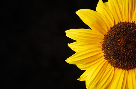 Sonnenblume im Anschnitt auf schwarzem Fond