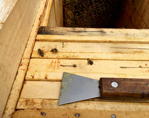 bee hive filled with golden honey