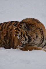 Bengal tiger in the snow 