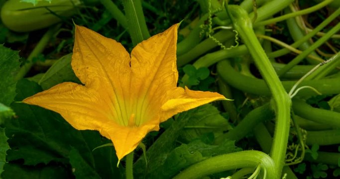 Close up view of a yellow zucchini flower in the green garden. Flower is closing before the sunrise.