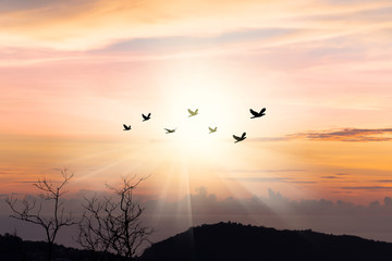 Birds flying in sunray..Silhouette flock of birds flying over mountain coastline with twilight horizon sea sky at sunset.