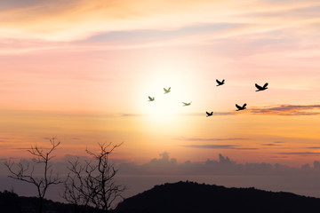 Birds flying..Silhouette flock of birds flying over mountain coastline with twilight horizon sea sky at sunset.