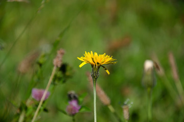 Small yellow dandelion  isolated on a field