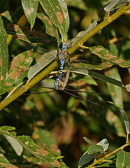 Dragonfly mating period