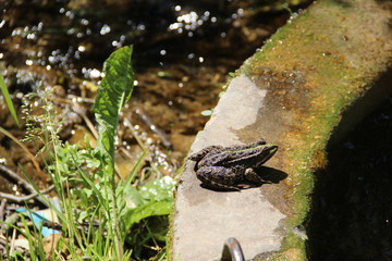 frog in pond