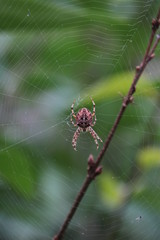 Common Garden Spider 