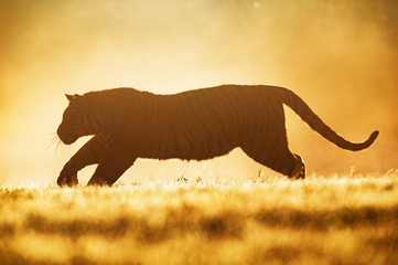 Tiger runs behind the prey. Hunt the prey in tajga in summer time. Tiger in wild summer nature....