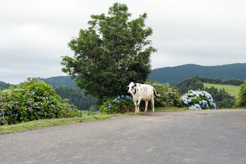 cow in the mountains at Furnas