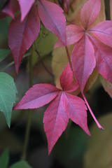 autumn red leaf wallpaper