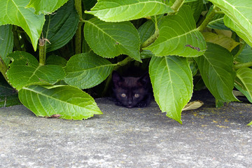 kitten hides in hydrangea