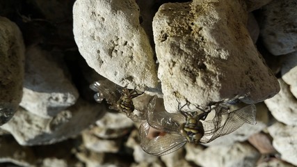libellen mit verkrüppelten flügeln