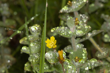 yellow flower in the rain