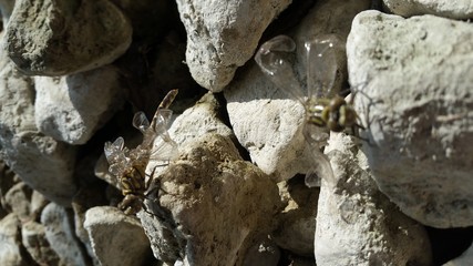 libellen mit verkrüppelten flügeln © Christine