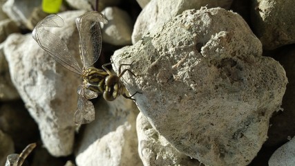libellen mit verkrüppelten flügeln © Christine