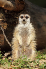 Meerkat standing guard