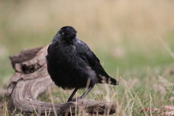 crow on the grass