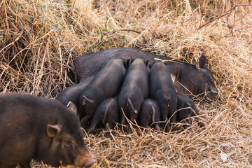 Newborn wild piglets suck the breasts of his mother