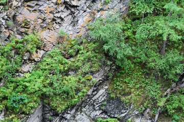 Grass and bushes grow on the rock