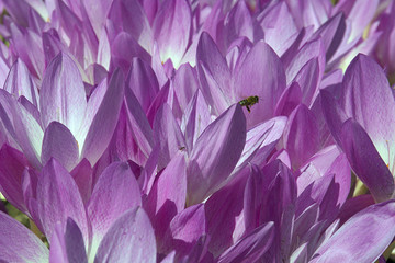 Zimowity i pszczoła © Tomek Kiecana