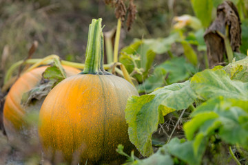 Beautiful Pumpkins in Pumpkin patch