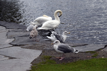 Swans and gulls on a pond in a city park. Birds of the seaside city.