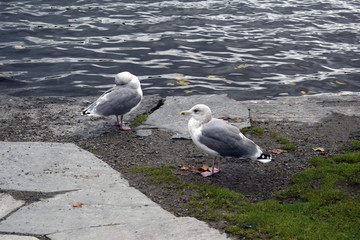 Seagulls on the shore of a city pond. A pair of gulls cleans feathers. Birds of the seaside city.