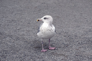 Adult seagull (Larus argentatus argenteus) stands on the path.