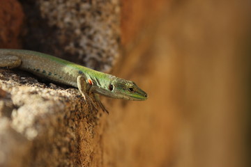 green lizard on rock close up