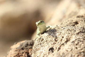 lizard on the rock