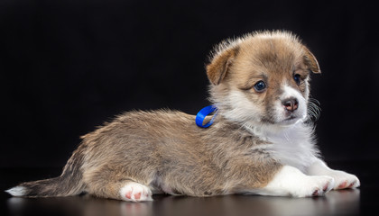 Welsh corgi puppy Dog  Isolated  on Black Background in studio