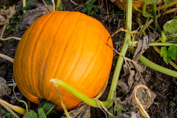 Beautiful Pumpkins in Pumpkin patch