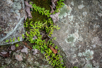 Field stone, lichen, sedum and moss
