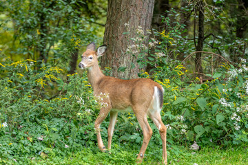 Young white tailed deer in forest