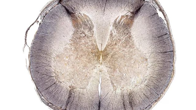 spinal cord - cross section cut under the microscope &ndash; microscopic view of animal cells for education