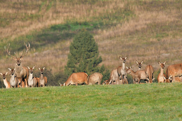 Wildlife Deer defends and keep watching herd of deerskin during the rut on the meadow