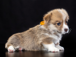 Welsh corgi puppy Dog  Isolated  on Black Background in studio