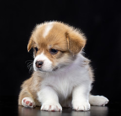 Welsh corgi puppy Dog  Isolated  on Black Background in studio