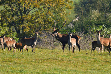 Wildlife Deer defends and keep watching herd of deerskin during the rut on the meadow