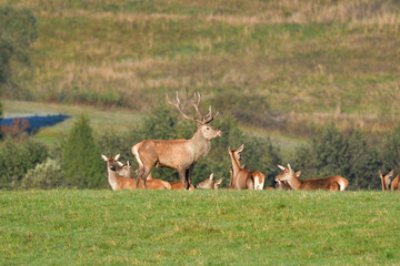 Wildlife Deer defends and keep watching herd of deerskin during the rut on the meadow
